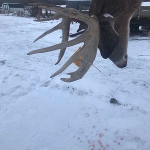 Meet your Posher, Shane